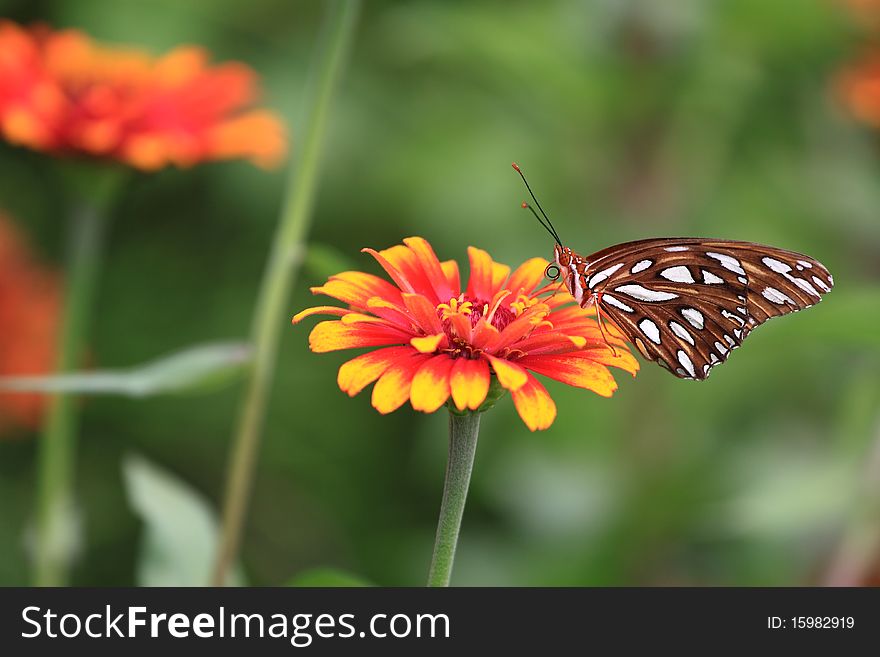 Photo of a Monarch Butterfly on a Zinnia Flower.