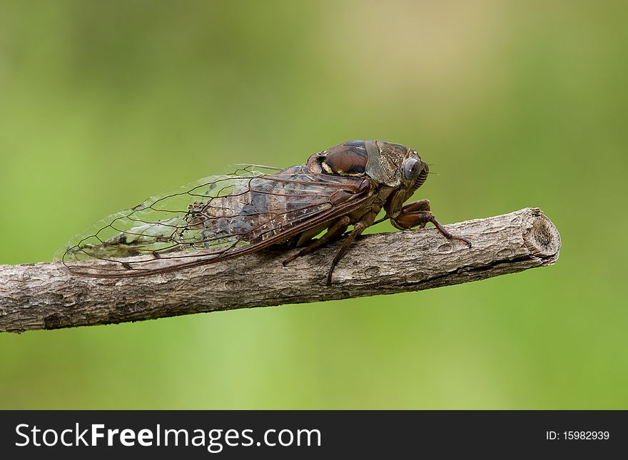 A cicada resting on a scrub oak branch in the summer sun