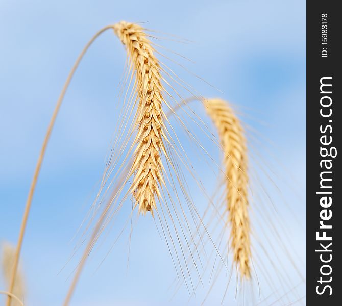 Close-up Of Wheat On Sky Background