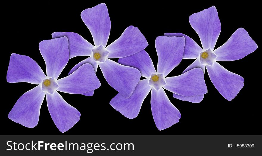 Beautiful violet flowers on black also known as myrtle, periwinkle or vinca. Beautiful violet flowers on black also known as myrtle, periwinkle or vinca