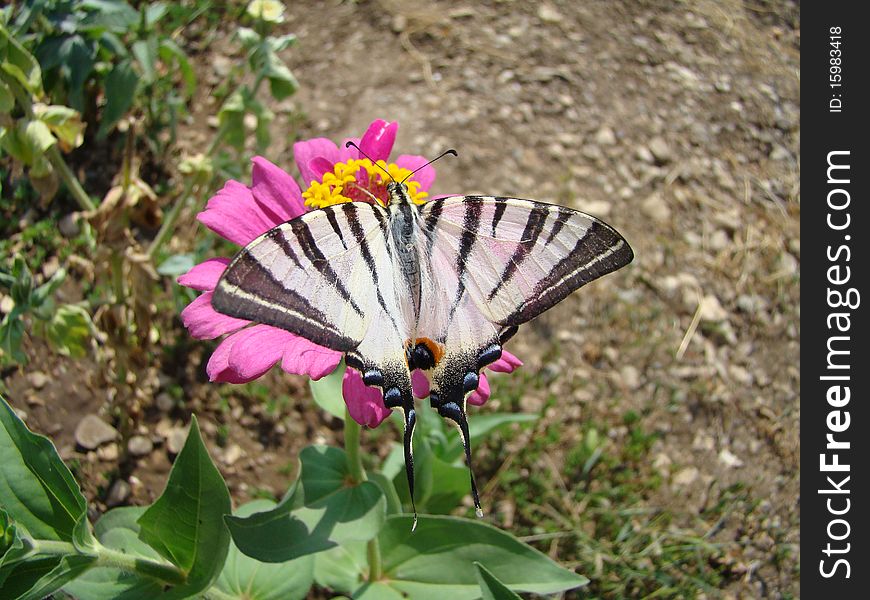 Iphiclides podalirius is a butterfly of the family papilionidae, sitting on a flower tsinii.