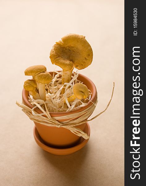 Mushroom chanterelles in a pot