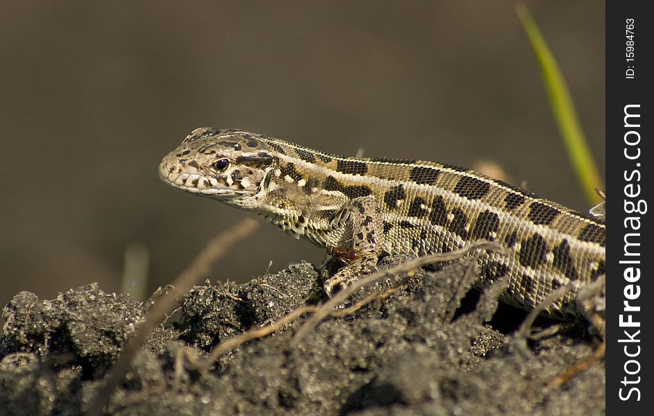 Small striped lizard on the earth. Small striped lizard on the earth