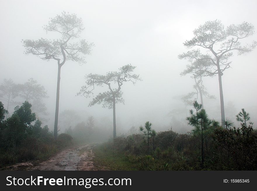 Pine forest in fog at Phukradung National Park in Thailand