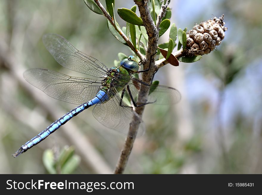 Blue dragonfly