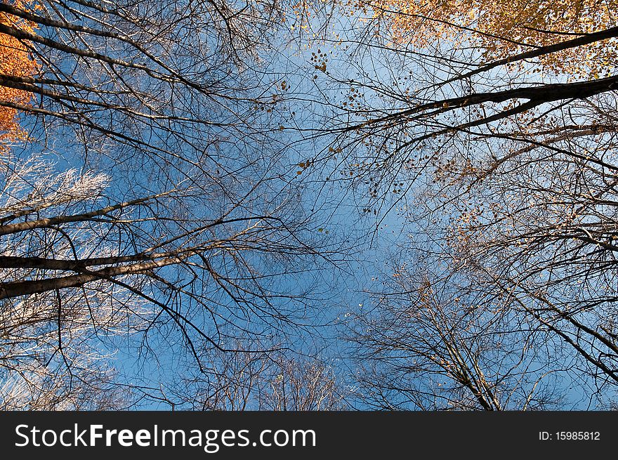 Autumn forest and blue cloudy sky