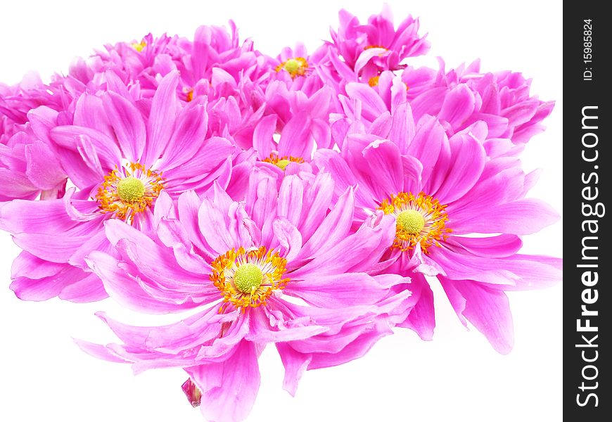 Pink daisies in detail isolated on white