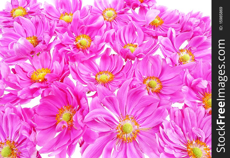 Floral background  from pink daisies