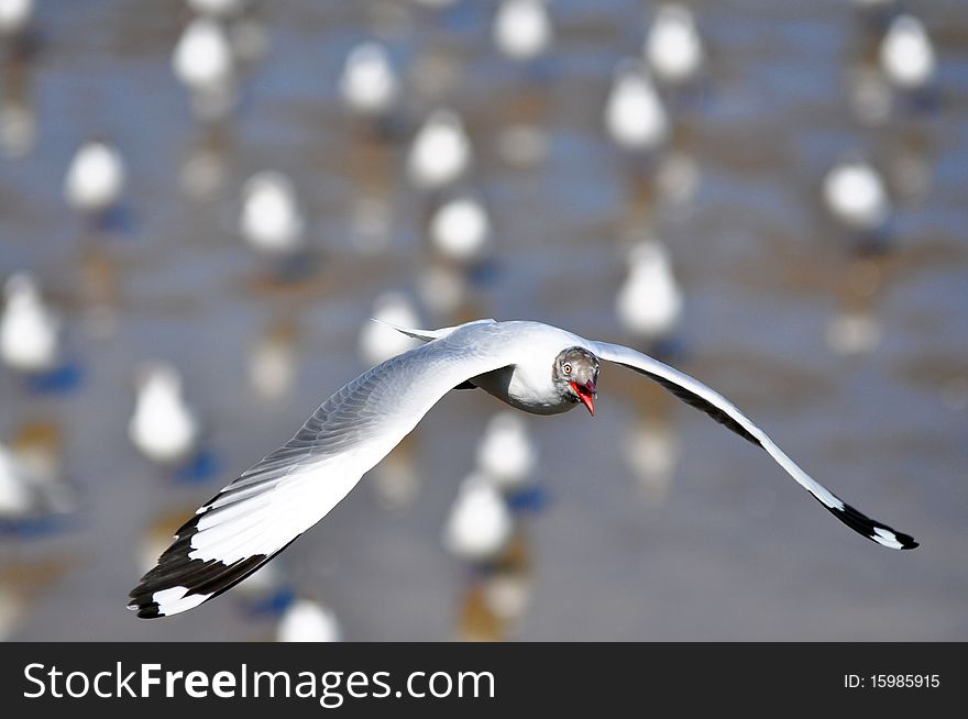 Free flying seagull at Bang pu - Thailand