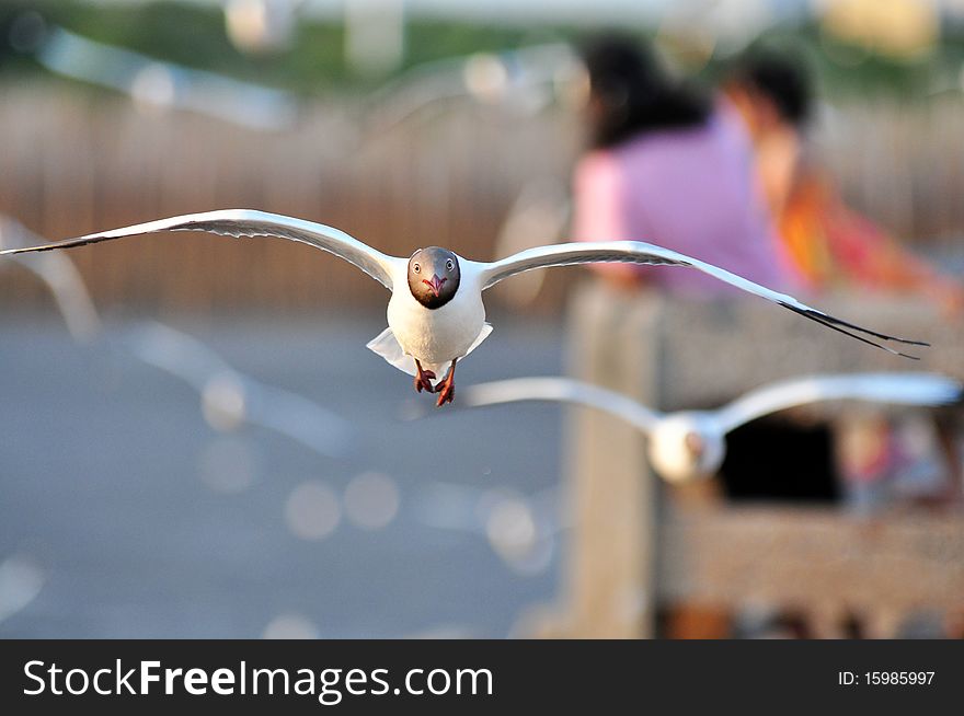 Free flying seagull at bang pu - Thailand. Free flying seagull at bang pu - Thailand