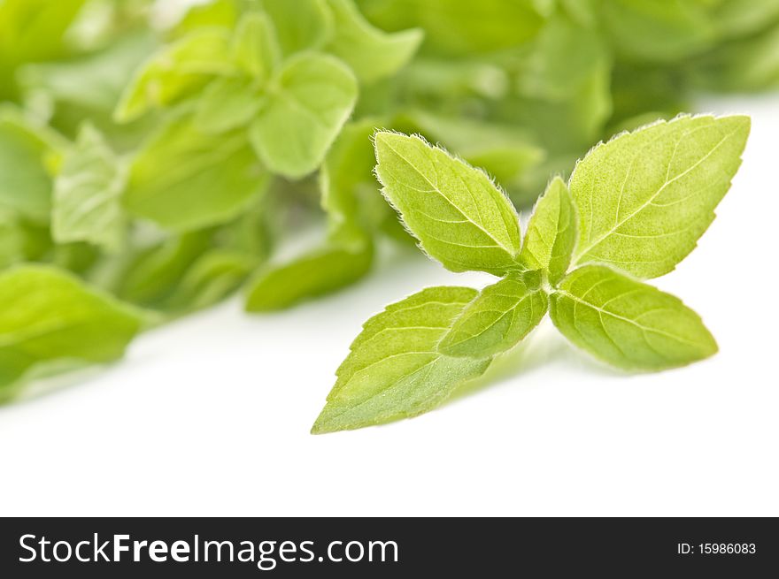 Green mint twig close up