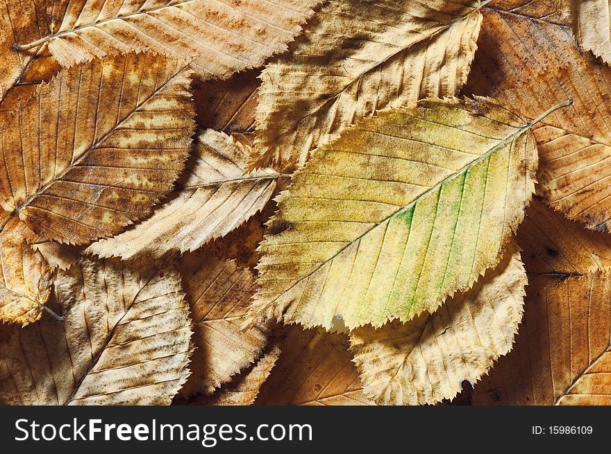 Aging leaves texture close up