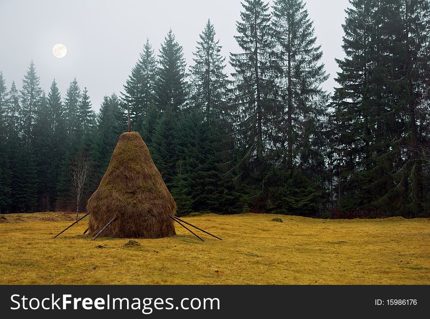 Twilights on forest with moon