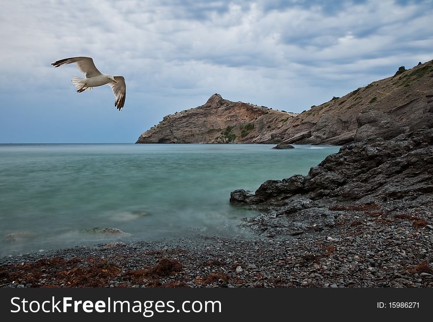 Seagull flying on sea coast
