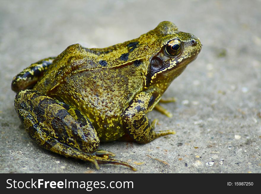 Side view of an common adult frog