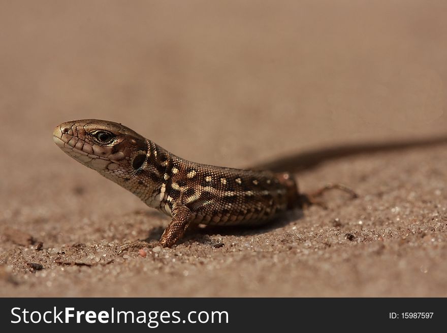 Lizard sits on the sand