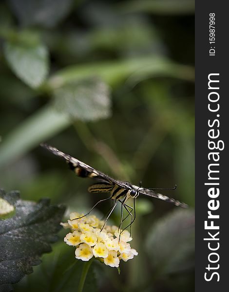 Close-up image of Butterfly on flower