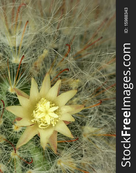 Part of a flowering cactus. increase. background and the texture of the plants