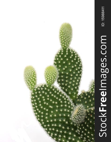 Part of the green prickly cactus. increase. insulated on white background