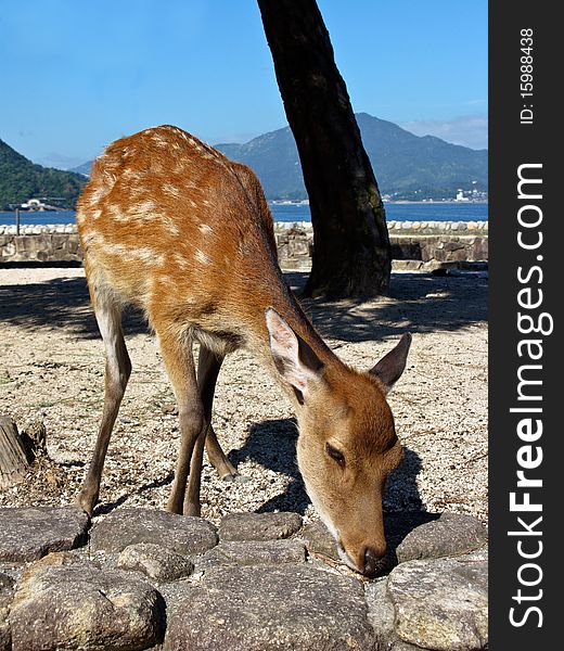 A little deer in Miyajima island, near the famous torii of Itsukushima Shrine