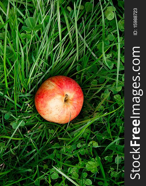 Red Apple On Green Grass