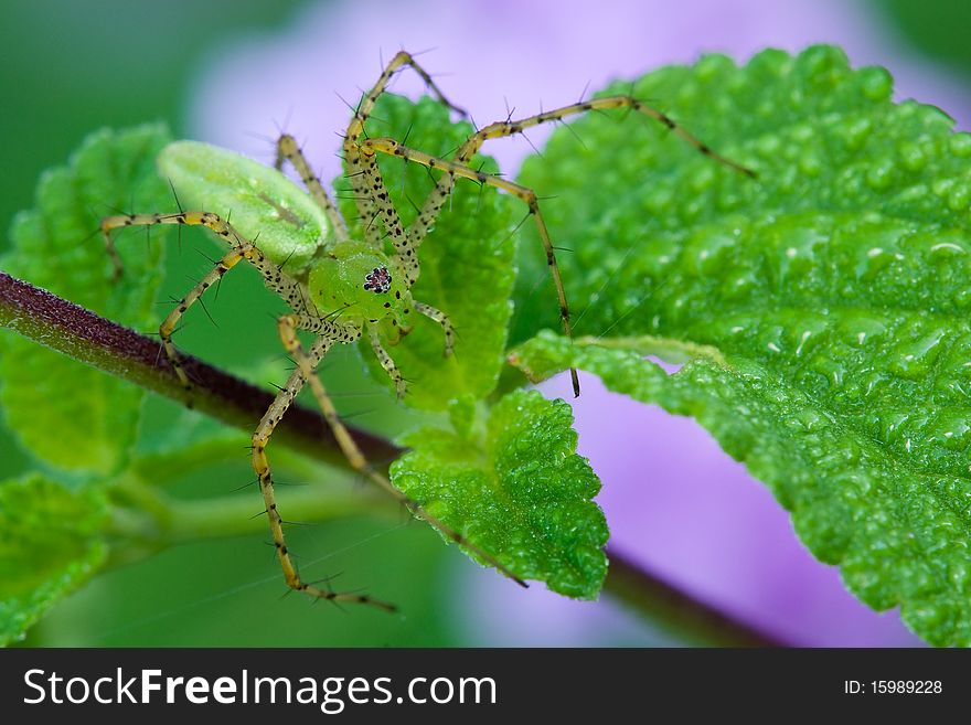 A green lynx spider sitting on a leaf waiting for prey