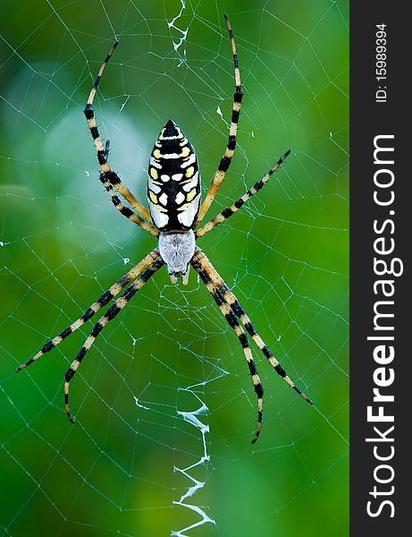 A large garden spider sitting in its web