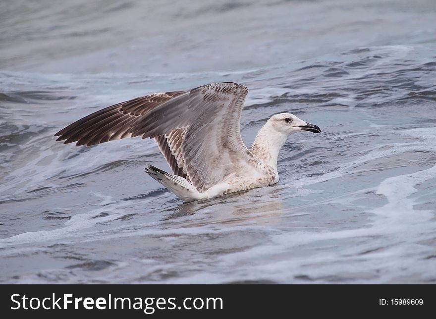 A juvenile Yellow-legged Gull floating on the sea and  spreading its wings for flight. A juvenile Yellow-legged Gull floating on the sea and  spreading its wings for flight.