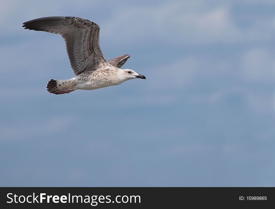 A juvenile Yellow-legged Gull in flight with the sky in the background. A juvenile Yellow-legged Gull in flight with the sky in the background.