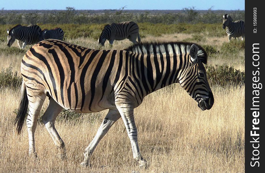 Zebras in a game park in Africa. Zebras in a game park in Africa