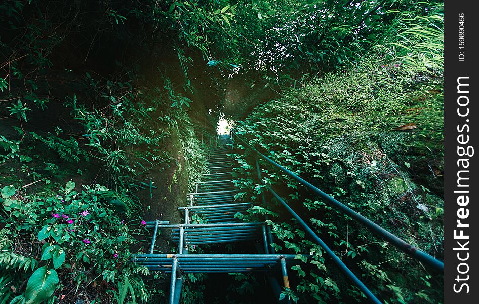 Iron Staircase In The Forest