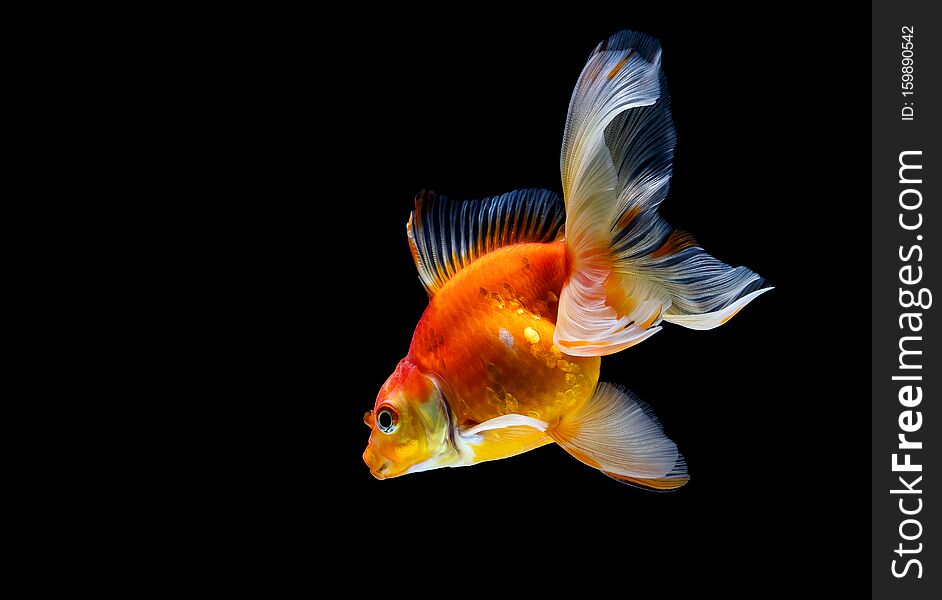 Goldfish Isolated On A Dark Black Background