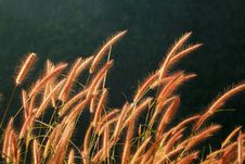 Dry Reed Stock Image Dry Reed Stock Image