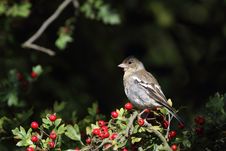 Chaffinch Stock Images