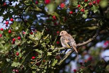 Goldfinch (Carduelis Carduelis) Stock Images