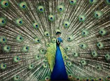Blue Peacock Stock Photography