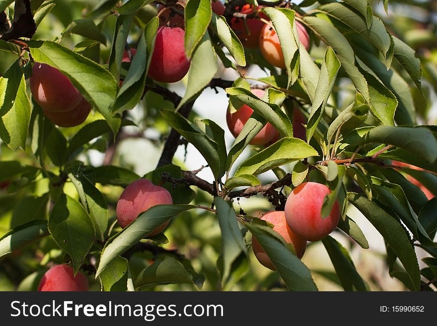 Fruits ripe plums