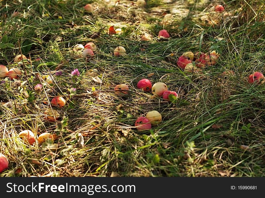 Fall apples lie on the grass in the garden