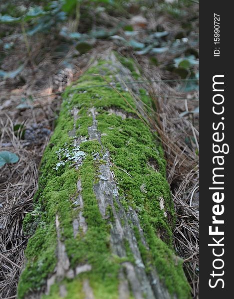 Moss on Log