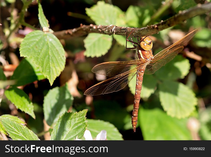 Dragonfly hanging on a branch close up