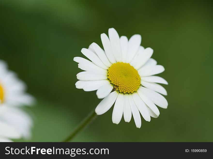 White Daisy flower on a green background