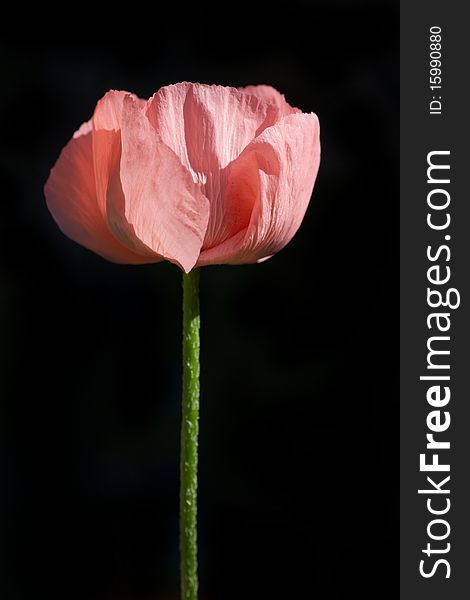 Red Poppy isolated on a black background