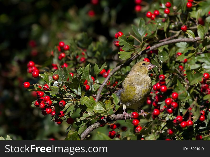 Greenfinch (Carduelis chloris) perched in a hawthorn tree