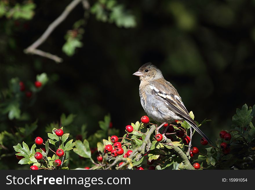 Chaffinch (Fringilla coelebs) perched in a hawthorn tree