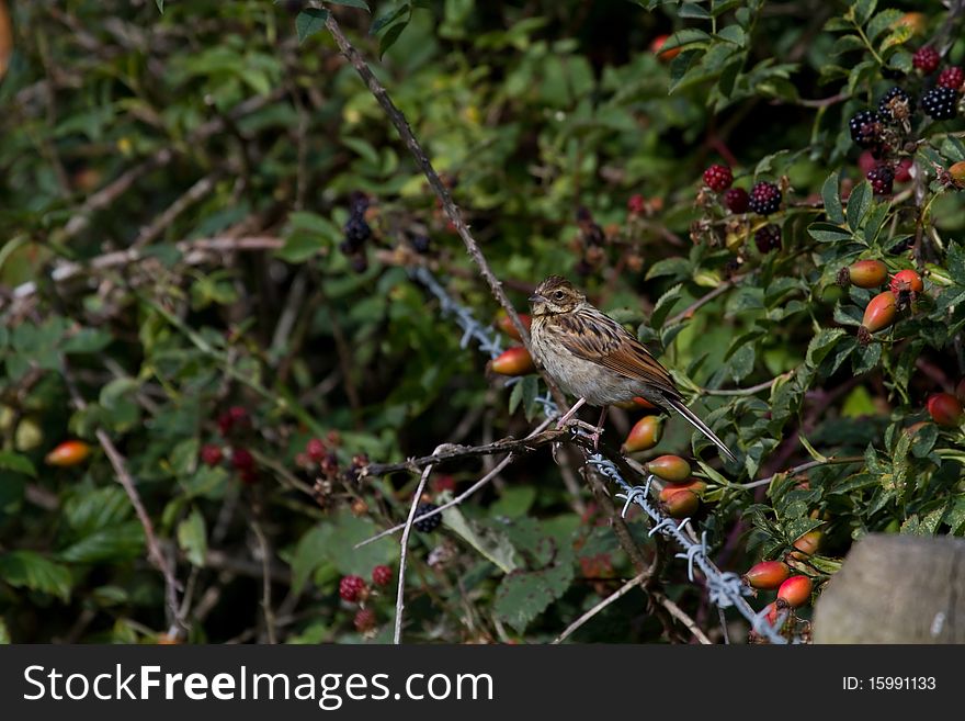 Reed Bunting (Emberiza schoeniclus) perched on barbed wire