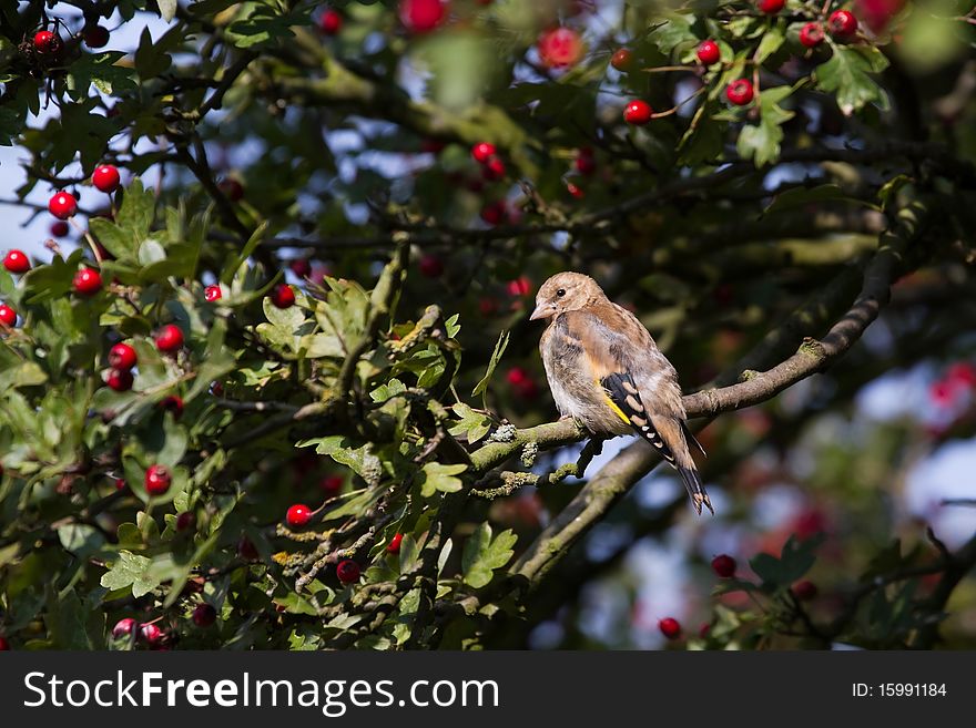 Goldfinch (cadruelis carduelis) juvenile perched on a branch. Goldfinch (cadruelis carduelis) juvenile perched on a branch