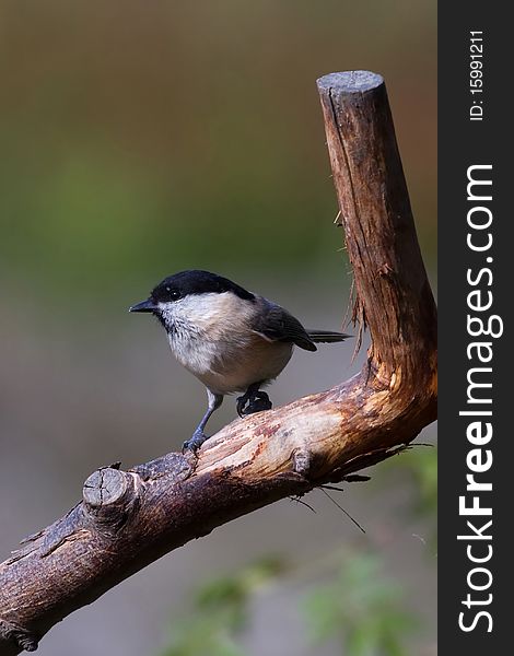 Willow Tit (Poecile montanus) perched on a branch