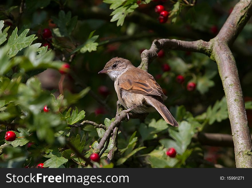 Whitethroat (Sylvia Communis)