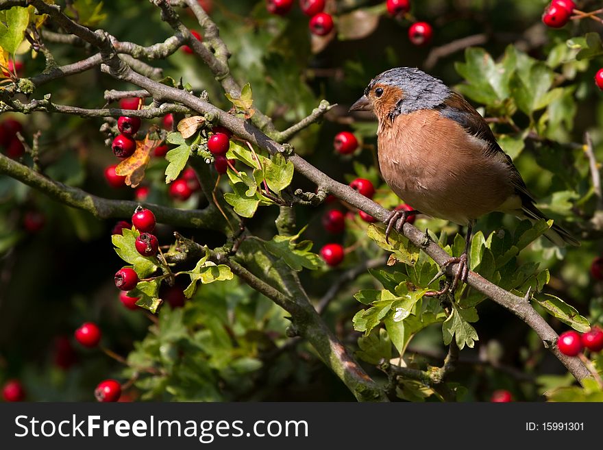 Chaffinch (Fringilla coelebs) perched on a branch,