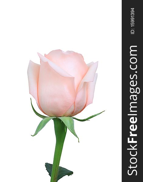 Pink rose on the white background